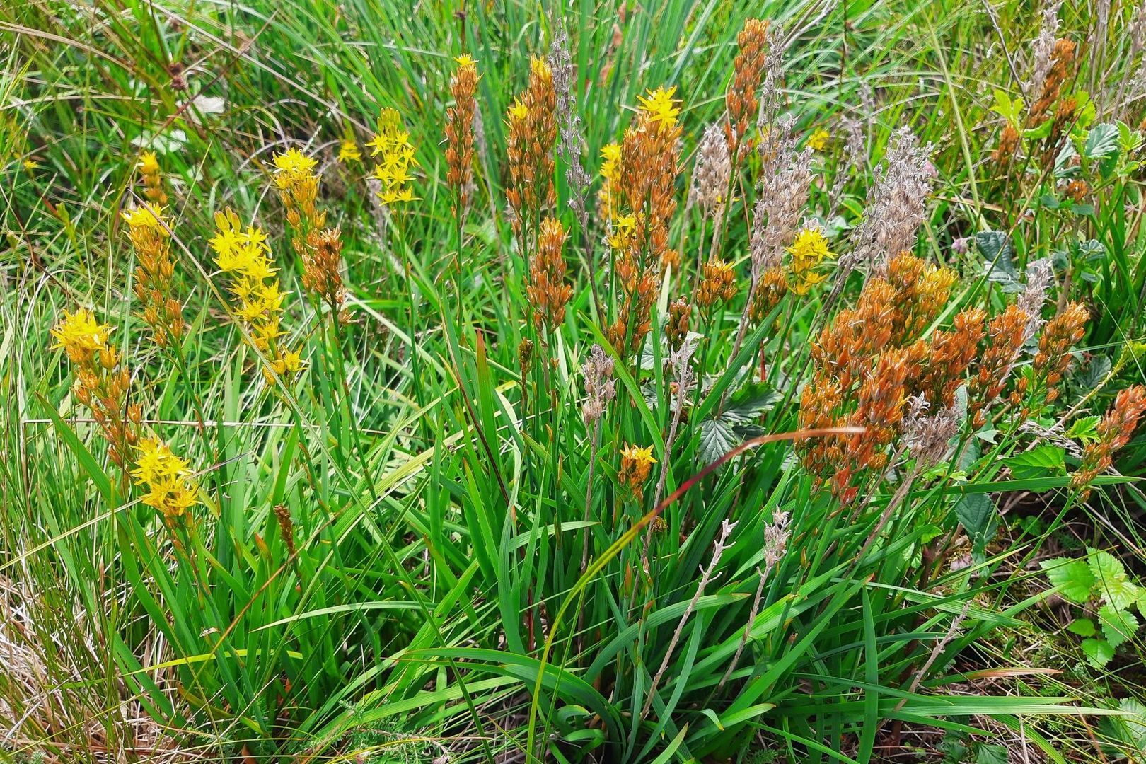 Moorlilie/Beinbrech (Narthecium ossifragum)